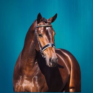 Bande de front de bride de cheval de haute qualité avec le cristal de concepteur - Product Image 3