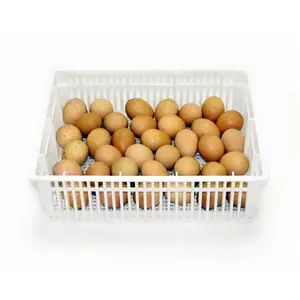 Buy Cheap Price Table and Fertile Hatching Chicken Egg Wholesale/High Quality Fresh Chicken Table and Hashing Eggs For Sale