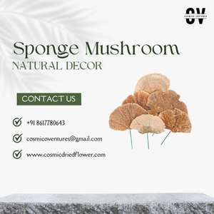 Éponge champignon éco-responsable de qualité supérieure, populaire, durable, pour désherbage, Halloween, remise de diplôme, fête des pères, Pâques, bureau, séchée - Product Image 3