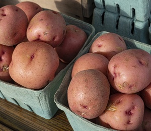 High Quality Russet Agria Soprano <b>Fresh</b> <b>Potatoes</b> - Product Image 3
