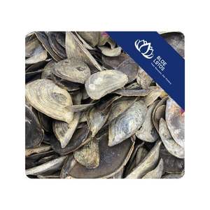 Operculum de Murex de Alta Calidad, Piezas Lisas y Limpias, Perfectas para Joyería, Manualidades, Resina, Decoración del Hogar y Diversos Usos de Bricolaje, Vietnam - Product Image 1