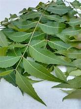 LEVAS CLAUSENA INDICA A BASE DE PLANTAS ETIQUETA LIMPIA SOLUCIÓN HERBAL NATURAL PARA EL CUIDADO DEL HÍGADO IMPULSO Y RELAJACIÓN - Product Image 5