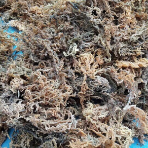 Eucheuma cottonii แบบแห้งส่วนประกอบที่เหมาะสำหรับเครื่องป้องกันอาหารและเจล - Product Image 1