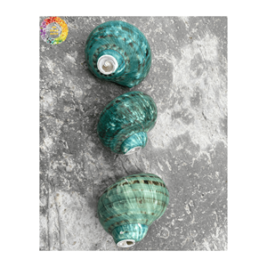 Conchas de Vietnam artesanales naturales: Big Triton Sea Shells Operculum y Queen Conch para la decoración del hogar y la Oficina - Product Image 5