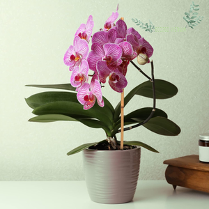 Palos de bambú flexibles sostenibles naturales y de alta calidad para usar en la agricultura para la fabricación de cometas fabricados en Vietnam - Product Image 5