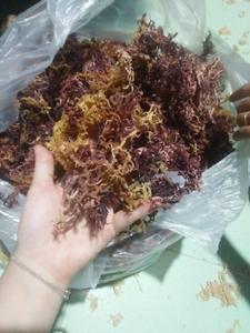 Grosir eucheuma Cottonii kering rumput laut/lumut laut dari Vietnam untuk mengekspor dengan kualitas tinggi dan harga terbaik 2024