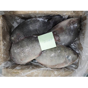 <span class=keywords><strong>ปลา</strong></span>ทิลาเปียแช่แข็ง 800 กรัม+ สำหรับตลาดสหรัฐอาหรับเอมิเรตส์ |   คุณภาพพรีเมียม บรรจุภัณฑ์แบบขายส่ง |   <span class=keywords><strong>ปลา</strong></span>นิลขายส่ง - Product Image 6