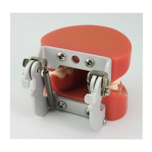Modelo de diente estándar dental 28 dientes modelo de dientes práctico - Product Image 4