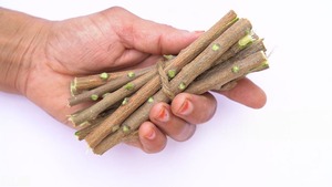 Natural Neem <b>Miswak</b> <b>Stick</b> Chemical Free Teeth Whitening & Oral Hygiene Solution herbal product - Product Image 2