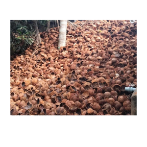 Coquille de noix de coco produit de noix de coco naturelle du Vietnam largement appliqué pour l'artisanat de meubles et la décoration écologique - Product Image 1