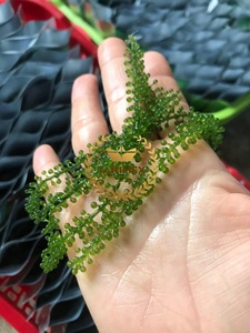 สาหร่ายทะเลอบแห้งจากเวียดนาม ใช้เป็นเครื่องปรุงกรุบกรอบสำหรับซูชิ โปเกโบวล์ ซาชิมิ หรือรับประทานดิบๆ พร้อมน้ำจิ้ม - Product Image 2