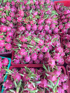 Le meilleur fruit du dragon rouge vietnamien frais pour les marchés mondiaux - Product Image 3