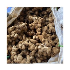 ขิงสดรสเผ็ดสุดๆจากฟาร์มราคาถูกจากเวียดนาม - Product Image 6