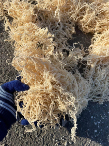 LES ALGUES SÉCHÉES PURES BON POUR LE CŒUR RENFORCE LE SYSTÈME IMMUNITAIRE PERSONNALISER L'EMBALLAGE BON POUR LA SANTÉ DES PERSONNES ÂGÉES - Product Image 2