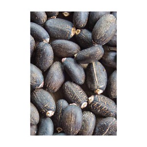 Semences de jatropha adaptées à la replantation et au développement de cultures énergétiques - Product Image 2