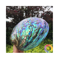 Coquilles d'ormeau de qualité supérieure pour la vente en gros de superbes coquillages polis pour les projets d'artisanat et la décoration élégante de restaurant à la maison
