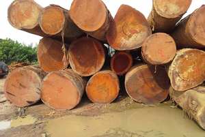 Premium Quality Spruce <b>Logs</b> For Sale - Product Image 4