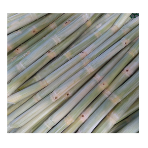 Meilleures ventes : Bâtonnets de canne à sucre surgelés de qualité supérieure, goût naturellement sucré, emballage sous vide, 100 % canne à sucre fraîche, Vietnam-99 Gold Data - Product Image 1