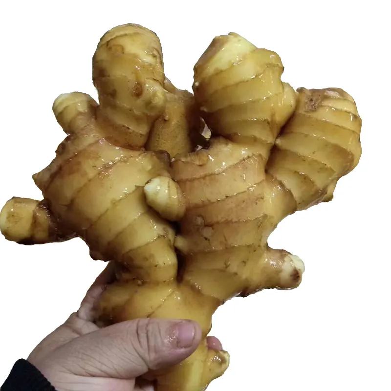 New Crop Fresh Ginger For Sale - Ginger Root Superior Quality from - Spicy and Fragrant Flavor - Ginger Exporters