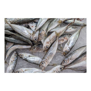Pescado caballa congelado del Pacífico/Índico/Atlántico a precios competitivos - Product Image 4