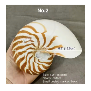 Carcasa Nautilus de gama alta hecha en Vietnam para decoración del hogar de diseñador y artículos de escaparate de coleccionistas - Product Image 3