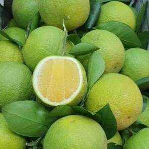 Oranges de qualité supérieure, approvisionnement en gros, oranges fraîches biologiques - Product Image 5