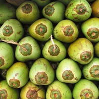 Biologische gedroogde zoete jonge groene kersen bulk water AD uit Vietnam