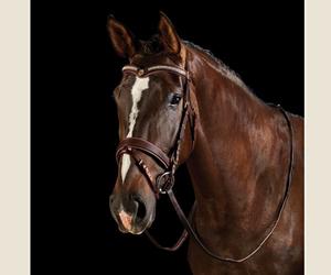 Brida de caballo de cuero genuino Fabricante Brida de caballo de cuero genuino colorido de lujo en India - Product Image 2