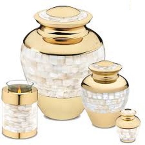 เออร์น Cinerarie - Product Image 1