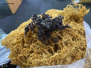 High Quality Wild-Crafted Irish Sea <b>Moss</b> Gold Purple Sea <b>Moss</b> From Vietnam Organic <b>Dried</b> Sea <b>Moss</b> in Bulk/ Lima - Product Image 2