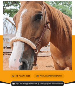 Se puede utilizar para reducir el peso - Product Image 6