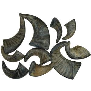 Noshahi, cuerno de búfalo natural de alta calidad, juguetes para masticar perros, hechos en la India para mercados extranjeros - Product Image 6