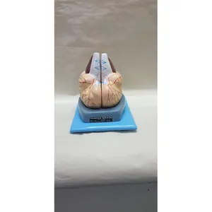 Équipement éducatif d'excellente qualité Ressources pédagogiques Modèle anatomique des sciences médicales Modèle de cerveau humain à vendre