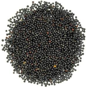 Semillas de Colza Secas, Alimento Seco de Primera Calidad, 100% Natural, Precio de Mayoreo para Necesidades Agrícolas - Product Image 5