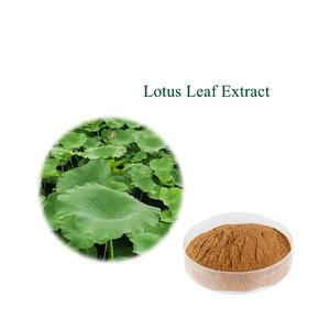 توريد المصنع ، مسحوق الطعام من الدرجة الغذائية ، خلاصة جذور اللوتس - Product Image 2