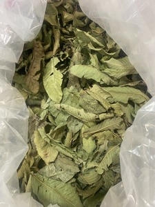 EN CANTIDAD A GRANEL HOJA DE GUAVA SECA CON ALTA CALIDAD HECHO EN VIET NAM PRODUCTO AL MEJOR PRECIO DE BLUE LOTUS FARM VIET NAM - Product Image 2
