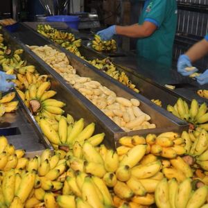 โยเกิร์ตกล้วยสำหรับเด็ก วินัท 280 มล. บรรจุขวด รับผลิตแบบ OEM/ODM แบรนด์ส่วนตัว ขายส่ง - Product Image 3