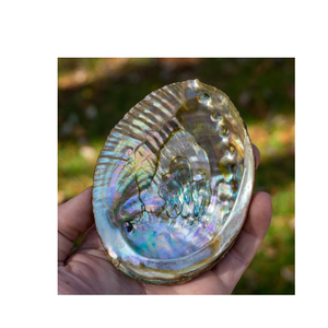 ขายดี: เปลือกหอยเป๋าฮื้อที่งดงามเหมาะสำหรับเครื่องประดับและงานฝีมือในการตกแต่ง - Product Image 6