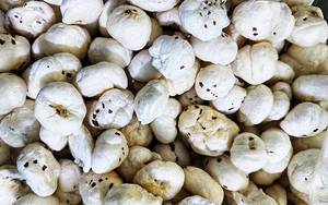 Snack de Makhana Orgánico Premium Crujiente para Estilos de Vida Activos, Ligero para el Estómago, Ofertas al por Mayor Disponibles - RAUTIMPEX - Product Image 5