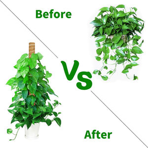 <b>Cover</b> Shipping Fee US Stock 4pcs Plastic Coated Moss Pole Kit Garden Ties Coir Totem Pole <b>for</b> Monstera Indoor Plant Support - Product Image 5