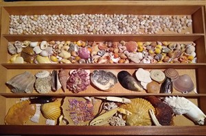 ขายตรงจากโรงงานเปลือกหอยทะเลคาวรี่สีเหลืองทองคุณภาพสูงจากธรรมชาติ - Product Image 5