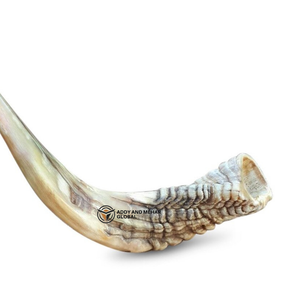 Cuerno de Shofar Ram hecho a mano auténtico Cuerno de soplado tradicional para uso espiritual y religioso - Product Image 2