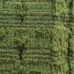 ใหม่ดีที่สุด ODM คุณภาพสูงเบลของหญ้า Alfalfa Hay Rhodes และอาหารสัตว์ Alfalfa Hay สําหรับขาย - Product Image 2