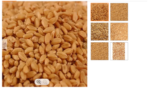 Grains de blé tendre et dur blanc à vendre - Product Image 4