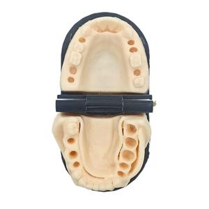 เครื่องมือผ่าตัดด้วยตนเอง747400071C43แบบจำลองการเย็บซิลิโคนสำหรับจัดฟันบริเวณขากรรไกรล่าง - Product Image 4