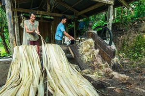 Eco-Friendly Non-toxic New Banana Fibre Making Fabric, Clothes, Handicrafts Bulk Export From Vigifarm - Product Image 5