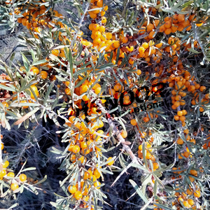 Frutos secos de naranja, espino amarillo - Product Image 2