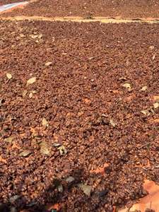 La mejor opción Anís estrellado de Vietnam Calidad superior Buen precio Entrega lista El cultivo más nuevo Hierba única seca y especias WS + 84359166896 - Product Image 3