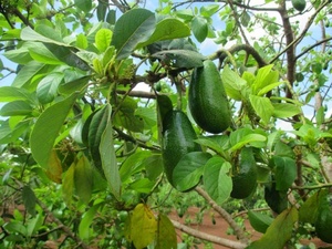 Feuilles d'avocat séchées en gros pour les fabricants de produits alimentaires, de boissons et de thé - Product Image 5