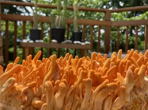 เห็ดผ้าลูกฟูกสำหรับทำอาหาร - Product Image 4